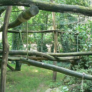 Clouded leopard exhibit