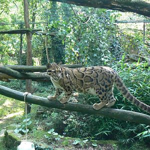 Clouded leopard