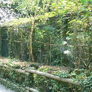 Wreathed hornbills aviary