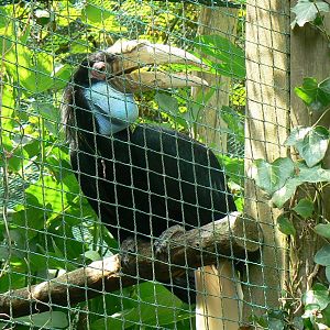 Wreathed hornbill