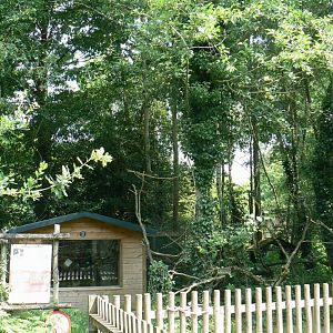 Golden lion tamarins and pink-backed pelicans island