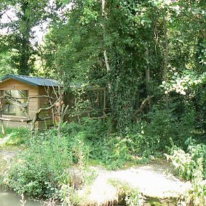 Golden lion tamarins and pink-backed pelicans island