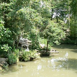 Golden lion tamarins and pink-backed pelicans island