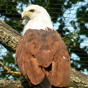 Brahminy kite