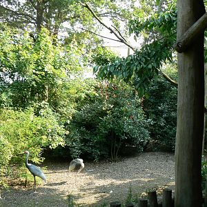 Walkthrough aviary for white-naped cranes, temminck's tragopans and brahminy kites