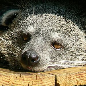 Binturong