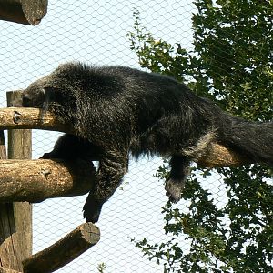 Binturong