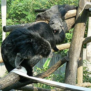 Binturong family