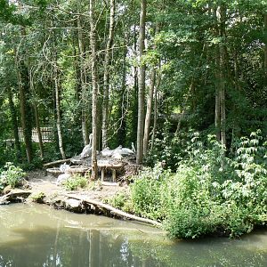 Golden lion tamarins and pink-backed pelicans island