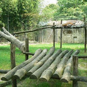 Sumatran tigers exhibit