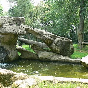 Sumatran tigers exhibit