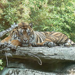 Sumatran tiger