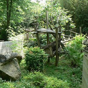 White-nosed coatis exhibit
