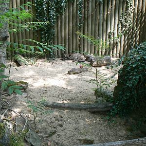 Bat-eared foxes enclosure