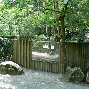Bat-eared foxes enclosure