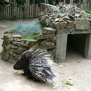 Crested porcupines enclosure