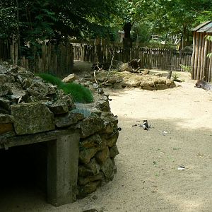 Crested porcupines enclosure