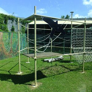 Second orangutan enclosure