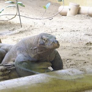 Comodo dragon