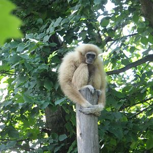 White-handed gibbon