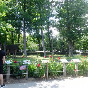 White-handed gibbon enclosure