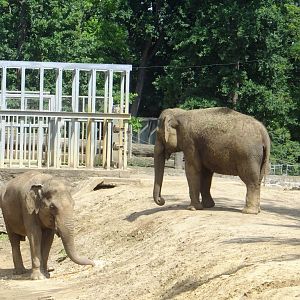 Indian elephants