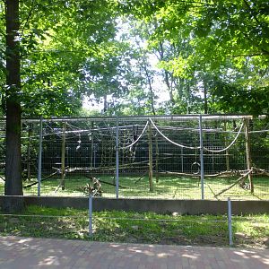 White-cheeked gibbon enclosure