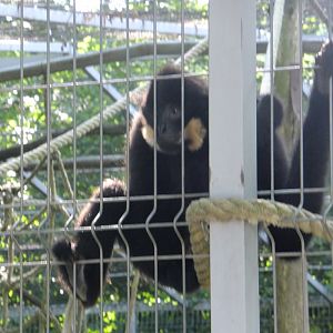 Tódor, the White-cheeked gibbon