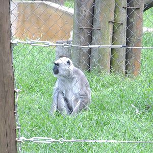 Northern Plains grey langur