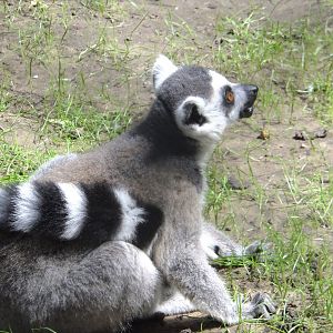 Ring-tailed lemur