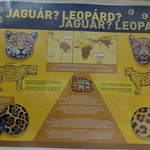 Jaguar vs. Panther educational sign