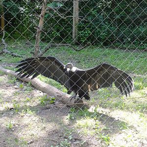 Andean condor