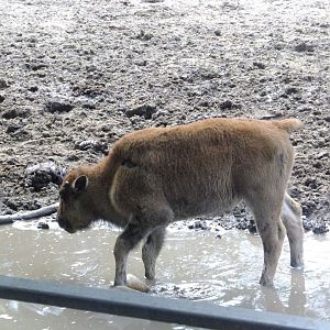 American bison calf
