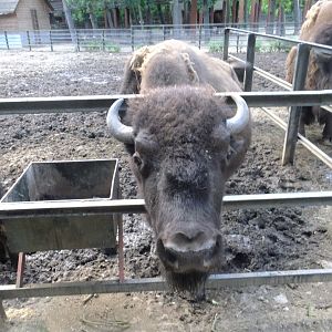 A hungry Bison
