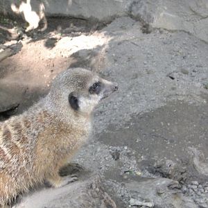 Tarzan's Trail, Meerkat