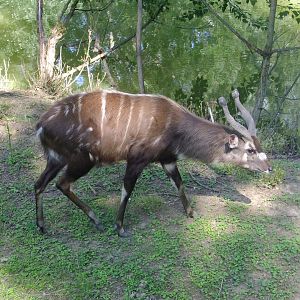 Tarzan's Trail, Situtunga