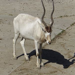 Addax