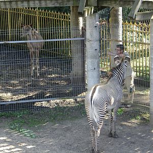 Zookeeper with a Grevy's zebra and a Greater kudu