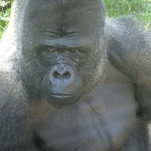 Bubu, the silverback