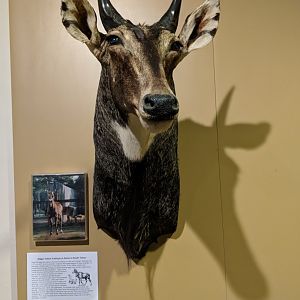 Nilgai (Boselaphus tragocamelus) head mount