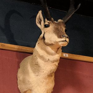 Pronghorn (Antilocapra americana) head mount