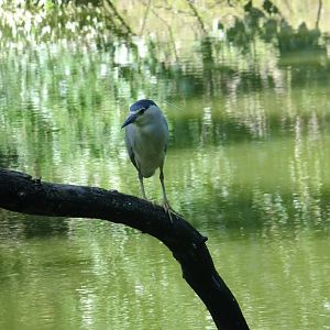 Night heron