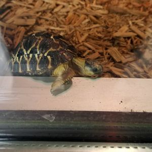 Virginia Safari Park - Radiated Tortoise baby