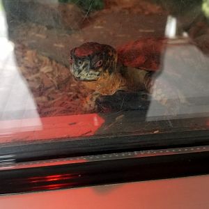Virginia Safari Park - Eastern Box Turtle