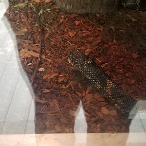 Virginia Safari Park - Eastern banded king snake with mouth open