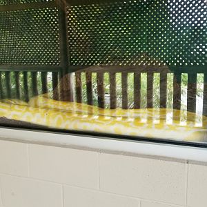 Virginia Safari Park - Burmese python