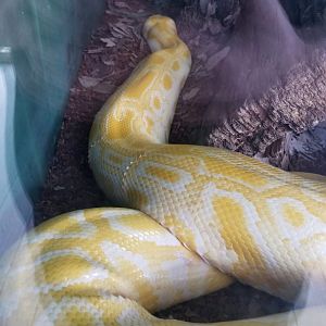 Virginia Safari Park - Burmese Python