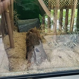 Virginia Safari Park - Example of habitat (corn snake)