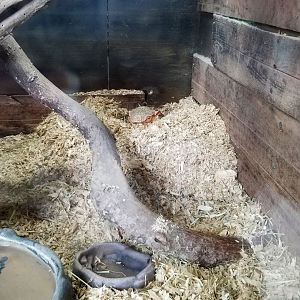 Virginia Safari Park - Screaming Armadillo