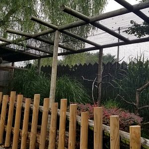 Virginia Safari Park - Himalayan Monal